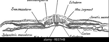 . Ein Labor Hand- und Lehrbuch der Embryologie. Embryologie. % Vitelline splanchnopleure Aorta Arterie Abb. 63.- Querschnitt eines 50 Stunden Chick embryo auf der Ebene der Ursprung der vitelline Arterien. X Also. Absteigende Aorta Sim. tmsoderm Rückenmark Ektoderm. Mes. Segment Somatic mesoderm Mesoderm Splanchnic - zölom Entoderm Chorda dorsalis Abb. 64.- Querschnitt eines 50 Stunden chick Embryos durch das letzte Paar von mesodermzellen Segmente. X 50. Der aorten kleiner, und ein paar Abschnitte nach Kaudal sie verschwinden. Seitlich der somatopleure und splanchnopleure sind gerade und von der getrennt Stockfoto