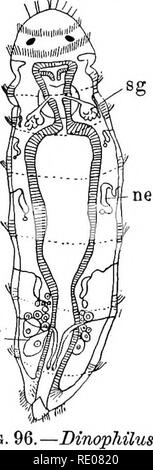 . Ein text-Buch von Wirbellosen Morphologie. Wirbellose Tiere. 198 wirbellose Morphologie. Werden als Vertreter der überlieferten Form, von dem sowohl Sie als auch die Rotifera abstammen haben mehr Fast als die letztere Gruppe, oder ob Sie modiflcations des Eotifer Art von Struktur und haben für ihre Vorfahren waren Kotifer Formen, die - wie in der Struktur hatte, es ist schwer zu sagen, in Betracht gezogen werden; obwohl der Saldo der Beweis scheint zu Gunsten des ehemaligen zur Spitze. Aufmerksamkeit sollte genannt werden, jedoch zu einem möglichen Zugehörigkeit der Qas-trotridha mit der Echinodera. Wenn, wie bereits vorschlagen Stockfoto