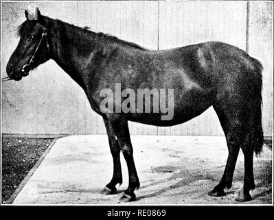 . Die Penycuik Experimente. Hybridisierung; Telegony; Pferde; 1899. TELEGONY und REVERSION. 141 Insbesondere die reine ähneln." * Mulatte das hybrid Romulus daher das Bild seines gaudily lackierte sire Matopo gewesen sein konnte. Es ist sogar denkbar, Romulus haben könnte eng glich seine fast jet-black Dam. Beim hybriden oder cross-bred Nachkommen identisch oder nahezu identisch mit der ersten Vater, der "infizierte" sub-sequent Nachkommen (telegony für bewilligt genommen werden) könnte auch der Erste Vater ähneln. Ich sage es ganz bewusst -, weil Abb. 40.. Mulatte. Wenn der zweite Vater ha Stockfoto