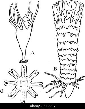 . Ein text-Buch von Wirbellosen Morphologie. Wirbellose Tiere. 104 wirbellose Morphologie. EpHyra scheint eine uralte Bühne zu vertreten, da einige Reife medusae dieser Phase sehr ähneln und es kommt im Leben - Geschichte von allen, und früher als dies ist die Vertretung der Scyphostoma Lucernaria Stufe der Evolution. Die Scyphostoma hat oberflächliche Ähnlichkeit mit einem hydroid. FiQ. 55.-- A, Scyphostom von Aurelia; B, Strobila von Aurelia; C, ephyra von Pelagia (alle nach Agassiz). polyp, die Ähnlichkeit ist fast eine Identität, die in den früheren Phasen des Scyphostoma vor der Entwicklung des Stockfoto