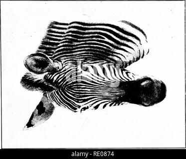 . Die Penycuik Experimente. Hybridisierung; Telegony; Pferde; 1899. . Bitte beachten Sie, dass diese Bilder sind von der gescannten Seite Bilder, die digital für die Lesbarkeit verbessert haben mögen - Färbung und Aussehen dieser Abbildungen können nicht perfekt dem Original ähneln. extrahiert. Ewart, J. C. (James Cossar), 1851-1933. London, A. und C. Schwarz Stockfoto