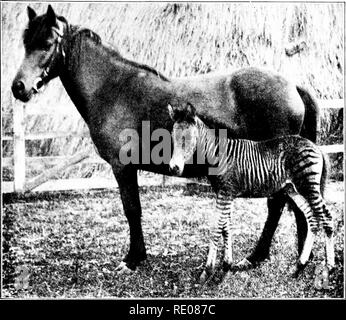 . Die Penycuik Experimente. Hybridisierung; Telegony; Pferde; 1899. Abb. 31.. Romulus (7 Tage alt) und liis Damm, der Mulatte. Fjg. 33. Bitte beachten Sie, dass diese Bilder sind von der gescannten Seite Bilder, die digital für die Lesbarkeit verbessert haben mögen - Färbung und Aussehen dieser Abbildungen können nicht perfekt dem Original ähneln. extrahiert. Ewart, J. C. (James Cossar), 1851-1933. London, A. und C. Schwarz Stockfoto