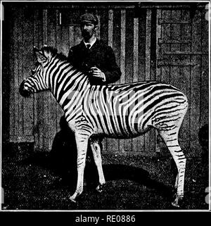 . Die Penycuik Experimente. Hybridisierung; Telegony; Pferde; 1899. TELEGONY und REVERSION. 83 Die Mehrheit der Lichtbänder in diesem Filly, es waren wahrscheinlich mindestens vierundzwanzig zervikalen Streifen zwischen den occipital Crest und die Schulter Streifen in die Vorfahren der Zebras. In den somalischen zebra Es gibt manchmal vierzehn zervikalen Streifen bis in die Mähne, aber die Beurteilung durch die Breite von einigen von ihnen eine beträchtliche Menge blending offensichtlich stattgefunden hat. Eine sorgfältige Untersuchung der Hinterhand der Somalischen zebra zeigt die Tatsache, dass es einen Streifen, Abb. 25.. Junge Stockfoto