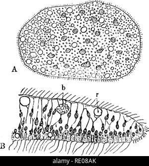 . Ein text-Buch von Wirbellosen Morphologie. Wirbellose Tiere. TRICHOPLAX, der DIGYEMIDjSS und OUTHONBGTWjE. 63 KAPITEL IV rKICHOPLAX, die DICYEMID^ und ORTHONEOTIDtE. Befoee Weitergabe an eine Beschreibung der ersten Art der Metazoen, wird es notwendig sein, die ein paar Formen, die kaum noch und noch zu große dif zugeordnet werden können - ferentiation Ihrer Komponente Zellen ihre Referenz auf den Einzeller zu rechtfertigen. Ein Dritter, der subkingdom Mesozou, wurde für sie vorgeschlagen hat, aber bis mehr über die Beziehungen der einige von ihnen zumindest zu anderen Formen bekannt ist die Einrichtung eines solchen subking Stockfoto