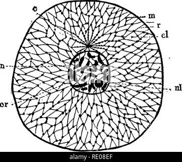 . Ein text-Buch von Wirbellosen Morphologie. Wirbellose Tiere. 4 WIRBELLOSE MORPHOLOGIE. Kategorie wie die vakuolen und andere zufällige oder secondaiy Inhaltsstoffe, die erwähnt wurden, und jede Masse von protoplasma kann als bestehend aus zwei wesentlichen Teilen betrachtet, das protoplasma oder zytoplasma und die spezielle Anpassung der IT, der Kern, die für die Bequemlichkeit der caryoplasm bezeichnet werden. Eine solche Kombination aus zytoplasma und caryoplasm Formen Was ist technisch als cdl bekannt, und alle lebenden Organismen bestehen aus einer oder mehreren solcher Strukturen, die somit als m betrachtet werden. Stockfoto