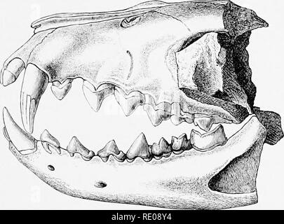 . Eine Einführung in das Studium der Säugetiere, und ausgestorben. Säugetiere. CREODONTA junge Abschnitte, in die der Auftrag jetzt aufgebrochen geworden ist. Durch einige Zoologen diese haben sollte Beuteltiere, oder zumindest übergangsweise Zeichen zwischen den Metatherian und Eutherian Unterklassen zu zeigen. Durch andere sie als insgesamt, das Eigentum der letztgenannten Gruppe sah, und wie die gemeinsamen Vorfahren der vorhandenen Fleischfresser und Insektenfressern, oder vielleicht eher als Nachkommen oder Verwandten solcher gemeinsamen Vorfahren, die mehr der allgemeinen Zeichen als einer der vorhandenen Arten. Sie sh Stockfoto