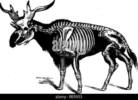 . Zoologie für Schulen und Hochschulen. Zoologie. Selbst-TOED UNQULATES. 607. Abb. B 25.- SkeletoD von Sivathei-ium wiederhergestellt. - Nach Hawkins,. Bitte beachten Sie, dass diese Bilder sind von der gescannten Seite Bilder, die digital für die Lesbarkeit verbessert haben mögen - Färbung und Aussehen dieser Abbildungen können nicht perfekt dem Original ähneln. extrahiert. Packard, A. S. (Alpheus Frühling), 1839-1905. New York, H. Holt und Unternehmen Stockfoto