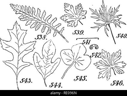 . Ein Handbuch für strukturelle Botanik; ein einführendes Lehrbuch für Studierende der Naturwissenschaften und der Pharmazie. Anlage Morphologie. 188 THM BLATT fein und in Form von Borsten produziert sie aufgerufen werden Spinulose (Abb. 524). Wenn eine Marge zeigt Anzeichen der Gyrus, Ripp, oder crenate, aber die Zähne sind nicht deutlich ausgeprägt, das Adjektiv undurchsichtig ist vorangestellt. Für dieses Wort, das von "Obsoletely" ersetzt wird, wenn das Blatt besitzt eine Beziehung wie es wahrscheinlich ist, dass die uralten Formen waren stärker von diesem Zustand (Bild gekennzeichnet. 532).. Abb. 538. Pinnatifid (Pe Stockfoto