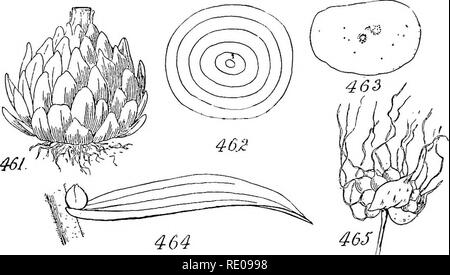 . Ein Handbuch für strukturelle Botanik; ein einführendes Lehrbuch für Studierende der Naturwissenschaften und der Pharmazie. Anlage Morphologie. 168 KLASSIFIZIERUNG VON WURZELN UND STÄNGEL Lagerung stammt. - Ein wichtiges Amt der Stamm ist die Lagerung von behandeln. Alle Schäfte in diesem Amt mehr oder weniger stark durch, aber einige sind vor allem in Form für die Zwecke modifiziert. Diese haben wir bereits speziell auf Wurzelstöcke und Knollen bezeichnet. Die Lampe. - Es bleibt, dann, nur in Erwägung zu ziehen, um die verschiedenen Formen der Knospe, darunter auch in diesem Begriff alle Formen der Lampe. Eine Glühbirne, die, wie die Zwiebel (Abb. 462), hat Seine fleischigen - verdickte Stockfoto