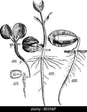 . Ein Handbuch für strukturelle Botanik; ein einführendes Lehrbuch für Studierende der Naturwissenschaften und der Pharmazie. Anlage Morphologie. GERMINA- 137 Austausch von snbstance, aufgrund von entscheidender Bedeutung, zwischen den Samen und die umgebende Atmosphäre, obwohl äußerst gering, so lange, wie der ehemalige besitzt seine Vitalität. Die Beweise hinsichtlich der Länge der Zeit, während der Samen ihre Vitalität behalten können, ist sehr widersprüchlich, und das größte Meinungsvielfalt besteht in diesem Punkt. Unsere besten Behörden glauben, wir haben keine conclusi^ â e Beweise dafür, dass die Länger als etwa fünfzig Jahren, obwohl Stockfoto