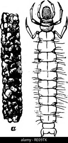 . Zoologie für Schulen und Hochschulen. Zoologie. Abb. 333.- Panorpa.. Abb. 331.-bei-woim; a, seinen Fall. und Puppe; Der maxillae sind connate mit den Schamlippen, während die palpen der beiden Paar sind gut entwickelt. Die allgemeinen Proportionen des Kopfes und des Körpers und der Beine sind viel wie in der Tineid Motten.. Bitte beachten Sie, dass diese Bilder sind von der gescannten Seite Bilder, die digital für die Lesbarkeit verbessert haben mögen - Färbung und Aussehen dieser Abbildungen können nicht perfekt dem Original ähneln. extrahiert. Packard, A. S. (Alpheus Frühling), 1839-1905. New York, H. Holt und Unternehmen Stockfoto