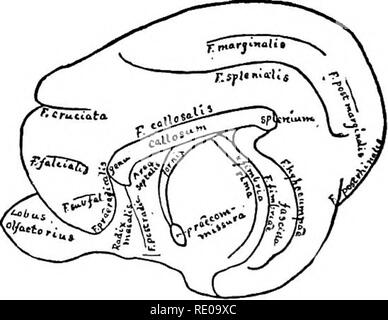 . Anatomische Technologie, die Hauskatze angewendet; eine Einführung in Human-, Veterinär- und vergleichende Anatomie. Katzen; Dissection; Säugetiere. Abb. 124, 125,- Diageams op den Lateeai und Mesal Aspekte op den Hemi-Sphären, die die Fissubes; X 1.5. Schwein. 134-Diagramm der lateralen Aspekt der linken Hemisphäre, die die Risse; xl.5. Abb. 135.- Diagramm des mesal Aspekt der rechten Hemisphäre, zeigt die Fissuren. Das zwischenhirn und die Segmente nach Kaudal haben wie in PI entfernt. IV, Abb. 17, so wie die F. hypocampx und die angrenzenden Teile freizulegen; x 1.5. Sowohl auf dem Bild Stockfoto