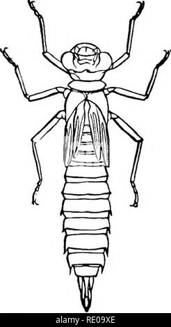 . Zoologie für Schulen und Hochschulen. Zoologie. Abb. 321.-PeWa, Larve.. Bitte beachten Sie, dass diese Bilder sind von der gescannten Seite Bilder, die digital für die Lesbarkeit verbessert haben mögen - Färbung und Aussehen dieser Abbildungen können nicht perfekt dem Original ähneln. extrahiert. Packard, A. S. (Alpheus Frühling), 1839-1905. New York, H. Holt und Unternehmen Stockfoto