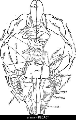 . Anatomische Technologie, die Hauskatze angewendet; eine Einführung in Human-, Veterinär- und vergleichende Anatomie. Katzen; Dissection; Säugetiere. Prüfung DER BASIS ENCEPBALI. 443. &Lt;: erreeaiit. Schwein. 116.- Diageam der Basis Encephali; x 3. Es ist zu beachten, dass, trotz der Vorherrschaft des Kleinhirns und der halbkugeln, die stammzellen Segmente auf der ventralen Aspekt erscheinen, die meisten deutlich an und in der Nähe der Meson. Auf der linken Seite (rechts in der Abbildung) die Namen der prosencephalon entlang seiner erweiterten dorsalen Teil geschrieben sind, aber auf dem ventrimeson kann es sein. Pl Stockfoto