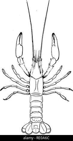 . Zoologie für Schulen und Hochschulen. Zoologie. 5 Ji^6 Zoologie. Es umfasst die Reihenfolge der Merostomata am heutigen Tag vertreten durch den König - Krabben, und die Reihenfolge Trilobita, die ganz ausgestorben ist. Die Organisation der King Crab ist so. Abb.; 263.- ComSoruspeBMcidw, die Blinden craw - flsli der Mammoth Cave. Natürliche Größe. Ganz anders als die der Krebstiere, wenn wir betrachten die wollen von Antennen, die Tatsache, dass das Nervensystem ist. Bitte beachten Sie, dass diese Bilder aus gescannten Seite Bilder, die digital für die Lesbarkeit verbessert haben mögen - Färbung und Aussehen dieser Illu extrahiert werden Stockfoto