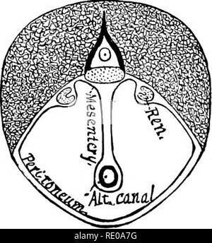 . Anatomische Technologie, die Hauskatze angewendet; eine Einführung in Human-, Veterinär- und vergleichende Anatomie. Katzen; Dissection; Säugetiere. PERITONEUM. 279 Abdominal- YISCEEA, spezielle Studie. § 724. Namen der Teile in der Reihenfolge der Prüfung. - Perito-Neum; Diapkragma, Membran; Stomaclius, Magen, Splen, Milz; Intestinum tenue, Dünndarm (Duodenum, Jejunum, Ileum); Intestinum amplum, Dickdarm (Caecum, Colon, rec-tum); Leber, Leber, Pankreas, Niere; Ren; Urocystis, urinausscheidende Blase", Nebennieren, der nebennieren Kapsel; Uterus, Gebärmutter, eierstock Ovarium,; Vas deferens, Sperma Stockfoto