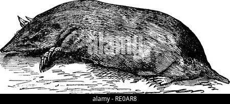 . Lehrbuch der Zoologie für Schulen und Hochschulen. Zoologie. I.E. VERTEBRATK AlflMALS. "Dass die Kronen der molaren Zähne mit kleinen, spitzen, meine Herren Kardinäle oder CUSPS eingerichtet, die für die Zerkleinerung Insekten angepasst. Alle Zehen haben Krallen, gibt es in der Regel fünf Zehen an jedem Fuß, und die meisten der plantigrade Jnsectivora sind, das heißt, zu Fuß auf die Sohlen der Füße. Sie sind aU klein, und sie existieren über die ganze Welt, außer in Australien und Südamerika, wo ihren Platz durch die Beuteltiere, wie die opossums berücksichtigt wird. Die insectivora sind in die drei Familien der Maulwürfe {Talpid (B), t unterteilt Stockfoto