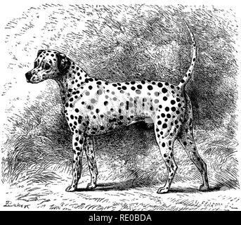 . Der Hund in der Gesundheit und in der Krankheit. Mit den verschiedenen Betriebsarten zu brechen und mit ihm für die Jagd, Coursing, Schießen, etc., und einschließlich der Punkte oder Merkmale aller Hunde, die vollkommen neu geschrieben werden. Hunderassen, Hunde. Der DALMATINER HUND. 139 vor kurzem, seine Ohren waren immer eng beschnitten, wie die der Mops, die seine Erscheinung völlig verändert, und beraubt Ihn seiner Ähnlichkeit mit dem Zeiger. Ich bin mir nicht bewusst, dass er überhaupt in das Feld in England, wo er Vertrag hat eine Vorliebe für Pferde und Wagen, die versucht worden. JY. izh * Die Dalmatiner Hund. ist ein sehr Stockfoto