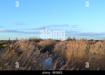 Cliffe Marsh, Norden von Kent, die auf einem klaren, kalten Winter am späten Nachmittag im Januar 2019. Ein vogelschutzgebiet an der Themse nr Gravesend auf Hoo Halbinsel Stockfoto