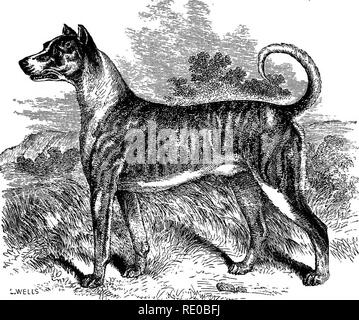 . Der Hund in der Gesundheit und in der Krankheit. Mit den verschiedenen Betriebsarten zu brechen und mit ihm für die Jagd, Coursing, Schießen, etc., und einschließlich der Punkte oder Merkmale aller Hunde, die vollkommen neu geschrieben werden. Hunderassen, Hunde. Die BOAEHOUND OE GEEAT DANE. 73 Herr Adcock ist "Satan" Maßnahmen 3 2 Zoll an der Schulter, und das ist, glaube ich, die typische Höhe; der Hund die leistungsstärksten Eber zu halten, wenn er ihn angeheftet hat, mit der Hilfe von ein oder zwei seiner Kameraden; und wenn die Stärke der. Die Boarhound. Steinbruch ist bekannt, es ist offenkundig, dass diese dimens Stockfoto