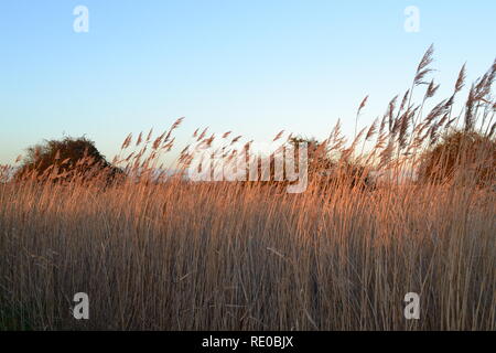 Cliffe Marsh, Norden von Kent, die auf einem klaren, kalten Winter am späten Nachmittag im Januar 2019. Ein vogelschutzgebiet an der Themse nr Gravesend auf Hoo Halbinsel Stockfoto