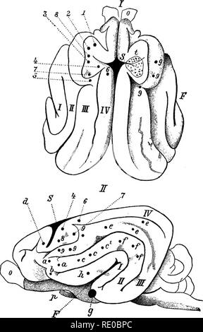 . Krankheiten des Hundes und ihre Behandlung. Hunde. 198 KRANKHEITEN DES NERVENSYSTEMS. FXG. 67.. Abb. 57,1,, zeigt überlegene Teil des Großhirns; II., die seitlichen Oberfläche; I., II., III., IV. Sind die vier Windungen.; S, ist den Sulcus cruciatus; F, der Riss des Sylvius; o, der Bulbus olfactorius; s. Ist der Sehnerv. Der Motor Zentren sind: 1, für die Muskeln des Halses; 2, für die Streckmuskeln und Adduktoren des vorderen Gliedmaßen; 3. für die beugemuskeln und rotatoren der vorderen Gliedmaßen; 4, für die Muskeln der hinteren Gliedmaßen; 6, für die Gesichtsmuskeln; 6, für die seitliche Bewegungen der Stockfoto