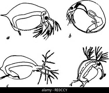 . Das Leben der Binnengewässer; eine elementare Text Buch der Süßwasser-Biologie für amerikanische Studenten. Süßwasser-Biologie. Water-Fleas 185 Wasser - Flöhe - Die häufigsten Der Branchiopods sind die Wasser - Flöhe (Ordnung Cladocera) wie in outHne in Abbildung 91 gezeigt werden. Diese sind kleiner, mehr trans-parent Formen, in den Körper, aber nicht der Kopf, in einer zweischaligen Muschel geschlossen. Die Schale ist dünn und fein netzförmige oder gestreift oder skulpturale, und oft mit auffälligen Stacheln bewaffnet. Die Post - Abdomen ist dünn und Fiat, mit stout Krallen an seiner Spitze bewaffnet und gesäumt mit Zähnen auf seiner hinteren Rand, und ich Stockfoto