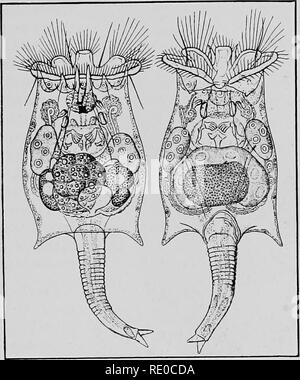 . Das Leben der Binnengewässer; eine elementare Text Buch der Süßwasser-Biologie für amerikanische Studenten. Süßwasser-Biologie. Rädertierchen 179 rangular Schwarz halmbruch in der Mitte des Körpers - erscheint das Essen kommunizierenden Geräten (mastax), unterhalb dessen liegen, Eierstöcke und der Speiseröhre. Alle externen Teile kann sein wollen in bestimmten. Schwein. 87. Ein rotifer (Brachionus entzii) in der Dorsalen und Ven- Blick. (Nach Frankreich). rädertierchen. Die kleineren und einfacheren Formen ähneln oberflächlich ciliate infusoria, sondern die komplexe Organisation, die durch das Mikroskop gezeigt wird Sie einmal unterscheiden. Rädertierchen Essen Stockfoto