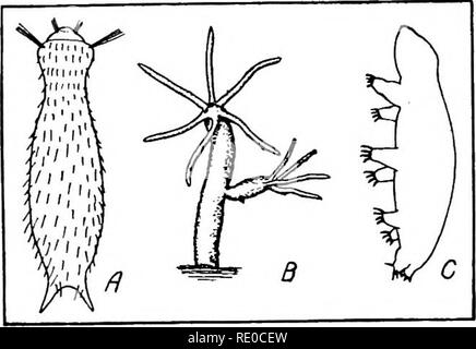 . Das Leben der Binnengewässer; eine elementare Text Buch der Süßwasser-Biologie für amerikanische Studenten. Süßwasser-Biologie. 164 Wasserorganismen quent ablösen, werden Sie zahlreiche Wenn/ wimmelt. (Kofoid '08), die einen maximalen ntimber von 5335 Hydra pro Kubikmeter Wasser im Köcher See während einer vernal./ Puls im Jahre 1897. Süßwasser-Schwämme wachsen reichlich in die Ränder von Seen und Teichen und in einer klaren, langsam fließenden Bächen. Sie sind immer sessile auf einige feste unterstützen. Im Sonnenlicht sie sind grün, im Schatten wachsen sie blass. Die Arten, die Niederlassung, die in schlanken Finger - wie Pr Stockfoto