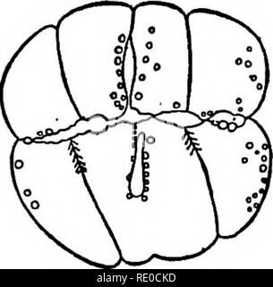 . Den Organismus als Ganzes, von einem physikalisch-chemischen Standpunkt. Biologie; Mendels Regeln. 356 Tod und Auflösung des Organismus, wenn diese Eier sind ohne Sauerstoff, zu der Zeit als sie die Acht- oder 16-Zell-Stadium, kann bemerkt werden, dass die Membranen der Blastomeren in kleine Tropfen innerhalb einer halben Stunde oder mehr umgewandelt werden, in Abhängigkeit von der Temperatur. Diese Tropfen beginnen, zusammen fließen, Formen zu größeren Tropfen. [Abbildungen 48 bis 51 zeigen die aufeinander folgenden. Bitte beachten Sie, dass diese Bilder aus gescannten Seite Bilder, die digital für die Lesbarkeit erhöht worden sein können extrahiert werden - co Stockfoto