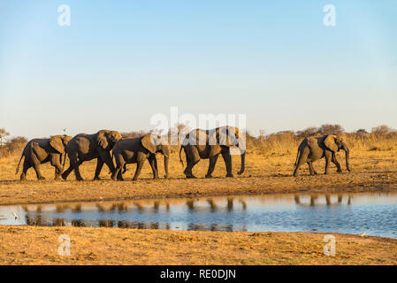 Eine Linie der Afrikanischen Elefanten an einem Wasserloch in Simbabwe Hwange National Park. Stockfoto