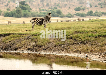 Burchell's Zebra (Equus quagga burchelli) an den Ufern des Chobe Fluss. Stockfoto