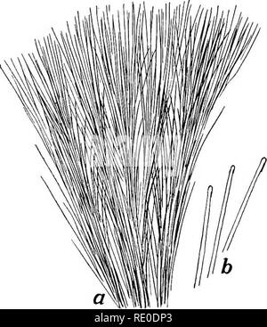 . Bakteriologische Verfahren in der Nahrung und Medikamente Labors: eine Einführung in die mikro-analytischen Methoden. Bakteriologie; Lebensmittel; Drogen. Abb. 55.- Schmalz Kristalle, a, Clus- tern der Kristalle im Rahmen des low-power der zusammengesetzten Mikroskop gesehen; 6, Kristalle sehr vergrößert. Abb. 56. - Ente fett Kristalle, ein, Cluster von Kristallen, wie unter der Low Power des zusammengesetzten Mikroskop gesehen; b, Kristalle sehr vergrößert. ing es zu schnell vorgehen und zur Bildung einer großen Masse von kleinen flauschigen Kristalle anstelle der kompakten Masse der größere Kristalle gewünscht. Diese feinen Kristalle machen die Stockfoto