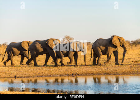 Eine Linie der Afrikanischen Elefanten an einem Wasserloch in Simbabwe Hwange National Park. Stockfoto