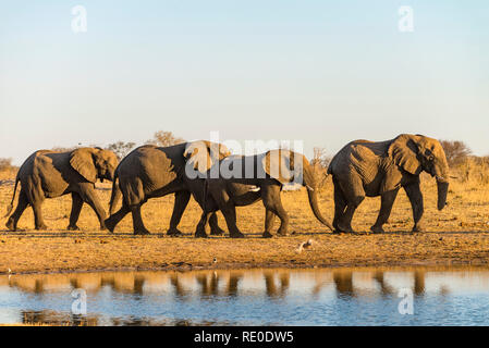 Eine Linie der Afrikanischen Elefanten an einem Wasserloch in Simbabwe Hwange National Park. Stockfoto