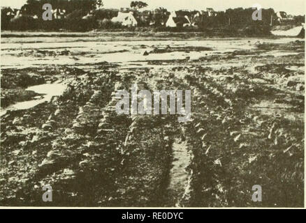 . Ökologische Studie der Amoco Cadiz Ölpest: Bericht des NOAA-CNEXO Gemeinsame wissenschaftliche Kommission. Amoco Cadiz (Schiff); Ölunfälle - Umweltaspekte Frankreich; Ölunfälle - Umweltaspekte Nordatlantik. Abbildung 26. Experimentelle Pflanzen mit transplants in Abbildung 25, Mai 1981 gezeigt. Daten Analyse Daten wurden mit Hilfe der statistischen Analysen System (SAS) Programme für die Analyse der Varianz und mindestens signifikanten Unterschied (LSD) (Barr et al., 1976) analysiert. Alle statistisch signifikante Unterschiede wurden bei der .05 Ebene bestimmt. Variabilität war in der Regel hoch und Stockfoto