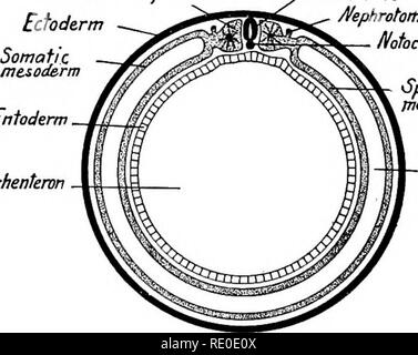 . Ein Labor Hand- und Lehrbuch der Embryologie. Embryologie. Mesodermale segment Ektoderm Entoderm Archeriteron. Mrehenteron Neuralrohr/l/ephrotome Chorda dorsalis^ Splanchnic mesoderm Coehm Abb. 30.- Diagramme, die die Entstehung der Keimblätter der Säugetiere wie im Querschnitt gesehen (von Bryce geändert). seine Herkunft aus der Primitivstreifen- und Knoten als in der Küken und niedrigeren Säugetieren. Der Ursprung des Mesoderms, menschliche Embryonen ist vermutlich das gleiche wie in der tarsius. Die Chorda dorsalis. - Bei Säugetieren und beim Menschen die notochordal Platte wird beschrieben. Bitte beachten Sie, dass diese Bilder aus Scan extrahiert werden Stockfoto