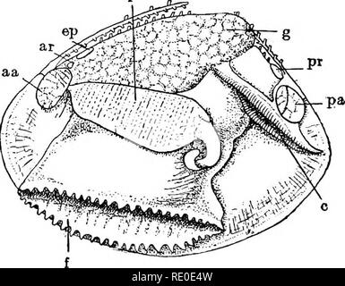 . Ein text-Buch von Wirbellosen Morphologie. Wirbellose Tiere. 338 wirbellose Morphologie. Normalerweise direkt in die suprabranchial Kammer ganz in der Nähe der Öffnungen der nephridia (Abb. 149, gehen); diese beiden Extreme Verbindung zu finden, wie in Pecten, wo die reproduktiven Kanälen mit der nephridia in der Nähe ihrer distalen Ende kommunizieren und in Cyclas und "Ostrea, wo beide nephridial und reproduktive Öffnungen in einer gemeinsamen Groove enthalten sind. Keine komplexen Zubehör Strukturen sind im Zusammenhang mit der reproduktiven Organe entwickelt, wie dies in einigen der Gasteropoda, noch gibt es eine Stockfoto