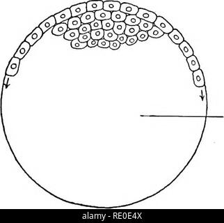 . Ein Labor Hand- und Lehrbuch der Embryologie. Embryologie. D. Eigelb Hohlraum. Bitte beachten Sie, dass diese Bilder sind von der gescannten Seite Bilder, die digital für die Lesbarkeit verbessert haben mögen - Färbung und Aussehen dieser Abbildungen können nicht perfekt dem Original ähneln. extrahiert. Prentiss, Karl Wilhelm, 1874-1915. Philadelphia, London, W. B. Saunders Stockfoto