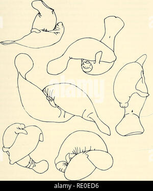 . Ökologie und Verhalten der Manatee (Trichechus Manatus) in Florida. Manatis; Säugetiere. Hartman - Manatees in Florida 107. Abb. 37. Männliche homosexuelle umfasst (von Fotos eingezeichnet). Strebe. Männer umarmten einander Kopf an Schwanz oder von der Seite (Abb. 37). Kein Bulle immer angenommen, dass die Position eines aufgeschlossenen Frauen. In der Umarmung, die häufig von "KÜSSE" an der Oberfläche voraus, die beiden Männer stolperte zum Boden, wo sie blieben fest umklammert, stoßend und Suhlen. Homosexuelle umfasst bis zu zwei Minuten gedauert, bevor die Teilnehmer gelöst. Oft mehr als zwei bu Stockfoto