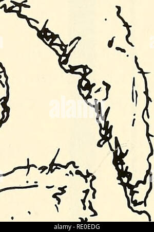 . Ökologie und Verhalten der Manatee (Trichechus Manatus) in Florida. Manatis; Säugetiere. M^,. -^ tji^5 Cm Abb. 29. Manatee Stuhlproben. erreichen, dass Größe. Der Durchmesser der meisten Kot ist 5 bis 7 cm, der maximale Durchmesser beobachtet werden 7,3 Zentimeter. Manatee Kot wurde nicht von Fischen oder anderen Tieren verzehrt, und legen Sie sie auf den Boden, bis er sich aufgelöst, in der Regel innerhalb von ein oder zwei Tage. Flatus. - Die pflanzenfressenden Diät der Seekühe erzeugt - in der Lage, Gas in den Verdauungstrakt, und die Tiere wurden ständig Linderung von Blähungen. Anscheinend Gas wird nie durch den Mund vertrieben. Stockfoto