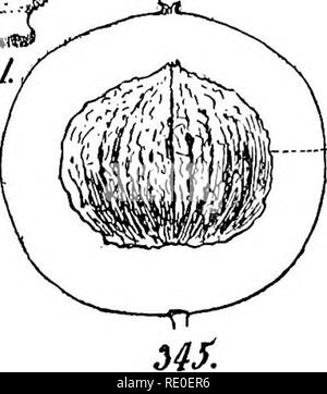 . Ein Handbuch für strukturelle Botanik; ein einführendes Lehrbuch für Studierende der Naturwissenschaften und der Pharmazie. Anlage Morphologie. . Bitte beachten Sie, dass diese Bilder sind von der gescannten Seite Bilder, die digital für die Lesbarkeit verbessert haben mögen - Färbung und Aussehen dieser Abbildungen können nicht perfekt dem Original ähneln. extrahiert. Rusby, Henry Hurd, 1855 -. Philadelphia und New York, Lea&amp; Febiger Stockfoto