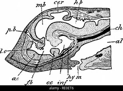 . Amphioxus und die Abstammung der Wirbeltiere. Amphioxus; Seescheiden; Hemichordata. 284 Die PROTOCHORDATA. evagination vom Boden des Gehirns, hinter der vorderen Klemme Extremität des Gehirns auftreten. Daraus folgt, dass die morphologischen vordere Extremität des craniate Gehirn fällt mit dem Median lobiis Wissenschaftler erf-torius impar, das entspricht auch der Punkt der letzten Con-nexion der Medulläre Rohr mit dem superjacent ecto-derm. Die Lobus olfactorius Impar liegt in der vorderen senkrechten Wand, die bildet die Grenze der primären Vordergrund - Gehirn vor, die als Lamina termi Stockfoto