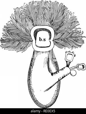 . Amphioxus und die Abstammung der Wirbeltiere. Amphioxus; Seescheiden; Hemichordata. 262 Der PROTOCHORDATA. Eine U-förmige Speiseröhre. Beide sind in der Tiefsee Formen, Cephalodiscus in ausgebaggert während der Challenger Expedition, von der Magellanstraße, in einer Tiefe von 245 Klafter tief; während Rhabdopleura wurde zuerst ausgebaggert Eingespieltem, weg von den Shetland Inseln, bei 90 Faden durch die Rev. Abb. 125. - Cephalodiscus dodecalophus, von der Bauchseite. (. N ach M'iNTOSH.) die tatsächliche Länge des Poh' pide von Extremität branchial Federn an der Spitze der pedicle ist etwa 2 mm. hj. Bukkale Schild; Stockfoto