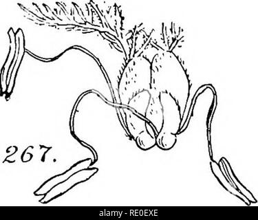 . Ein Handbuch für strukturelle Botanik; ein einführendes Lehrbuch für Studierende der Naturwissenschaften und der Pharmazie. Anlage Morphologie. Bestimmungen für die Anziehung von Insekten 91 Letzteres muss individuell betrachtet werden. Erstere sind zwei - nämlich durch den Wind und durch, die von Insekten (oder gelegentlich auch andere Tiere). Und anemophilous Entomophilous Blumen - Blumen in der ehemaligen Methoden angepasst werden als Anemophilous; die Letztere angepasst werden als Entomophilous. Gelegentlich die Blume ist so gestaltet, dass die Bewegung des Wassers während der Regen oder in Bächen, Effekte pollina- tion. Provisio Stockfoto