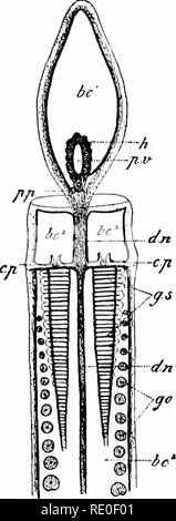 . Amphioxus und die Abstammung der Wirbeltiere. Amphioxus; Seescheiden; Hemichordata. BALAArOGLOSSUS. 247, weit entfernt von der Annahme als eine Selbstverständlichkeit, dass die extremen Metamerie der AnneHds und Arthropoden genetisch mit den Wirbeltieren identisch ist, haben wir allen Grund zu der Annahme, dass es in den beiden Fällen vollkommen selbständig erarbeitet wurde und dass die scheinbare Simi - larity fällig ist, wie bereits angedeutet, um eine parallele Entwicklung. Körper - Hohlräume; Rüssel-Pore, Kragen - Poren. Entsprechend den drei Regionen, in denen die Körper der Balanoglossus unterteilt ist, - nämlich, probos - Stockfoto