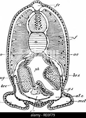 . Amphioxus und die Abstammung der Wirbeltiere. Amphioxus; Seescheiden; Hemichordata. Larvale Entwicklung. 151 Entwicklung der Reprodjictive Organe. Eine der interessantesten Veranstaltungen, die wir jetzt zur Chronik haben, ist die Entwicklung der Fortpflanzungsorgane. Dies beginnt mit der jungen Amphioxus hat die Länge von 5 Ram erreicht. Unsere Kenntnis über die Details der Prozesse bei der Bildung der Geschlechtsorgane beteiligt ist, wieder aufgrund der Arbeit des BovERr, der die Entdeckung, daß die. Abb. met gemacht hat. 85. - Querschnitt durch die Pharyngeal Region einer jungen Person von 5 mm Stockfoto