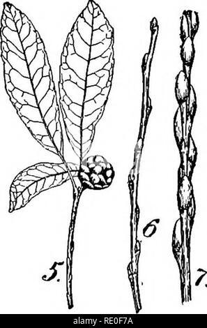 . Ein Handbuch für strukturelle Botanik; ein einführendes Lehrbuch für Studierende der Naturwissenschaften und der Pharmazie. Anlage Morphologie. Der blütenstand IST EINE MODIFIZIERTE ZWEIG 27 diese Begriffe klar wird. Wenn im Folgenden begegnet er, da er sehr häufig wird, einen Verweis auf einige Orgel verändert oder transformiert, es darf nie verstanden werden, dass er zuerst produziert wurde und dann geändert. Die genaue Bedeutung ist, dass die Veränderung in Richtung oder Ausübung der Energie, ist die veränderte Struktur benötigt. Änderung durch Verletzung produziert. - Eine solche Umleitung von Energie kann durch Unfall verursacht werden, wie Se Stockfoto