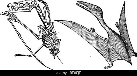 . Lehrbuch der Zoologie für Schulen und Hochschulen. Zoologie. Abteilungen der EEPTILIA. 251 sekundäre Zeitraum der Geologie. Die bekanntesten Beispiele sind die so genannten Pterodactyles, und die Unterscheidung verwen-det der Bestellung haben Verweis auf die Tatsache, dass sie alle wurden für eine Antenne Leben angepasst. Sie stellen in der Tat eine Entscheidung fiel-dinary Kombination der Zeichen der Vögel und Reptilien, und Sie machen auch einige Ansatz für die Säugetier-ordnung, der Fledermäuse. In Anwesenheit der Zähne in verschiedenen Fassungen und, wie wir sehen werden, in der Struktur der Gliedmaßen, der Pterodactyles unterscheiden Stockfoto