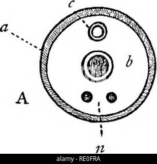 . Lehrbuch der Zoologie für Schulen und Hochschulen. Zoologie. 196 VEETEBKATE TIERE. Die anatomen als "sympathisch" System bekannt sind. Verlassen des Gehirns und des Rückenmarks aus den Augen für eine Mo-ment, sehen wir, dass die untere oder viszeralen Rohr eines Wirbeltieres Tier enthält den Magen-Darm-Kanal (b), die Blut-Sys-tem (c) und ein System der nervösen Ganglien {n). Nun, dieses Ich ist -.^' ich. Bitte beachten Sie, dass diese Bilder extrahiert werden aus der gescannten Seite Bilder, die digital haben für die Lesbarkeit verbessert - Färbung und Aussehen dieser Abbildungen können nicht Perfekt resem Stockfoto